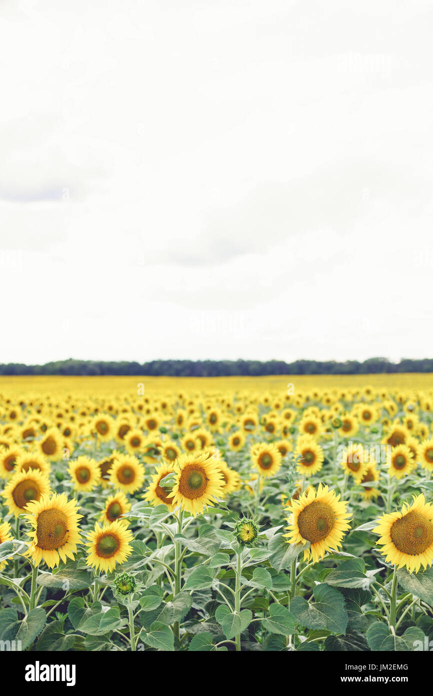 Sonnenblumenfeld bewölkten blauen Himmel und strahlender Sonne leuchten. Stockfoto