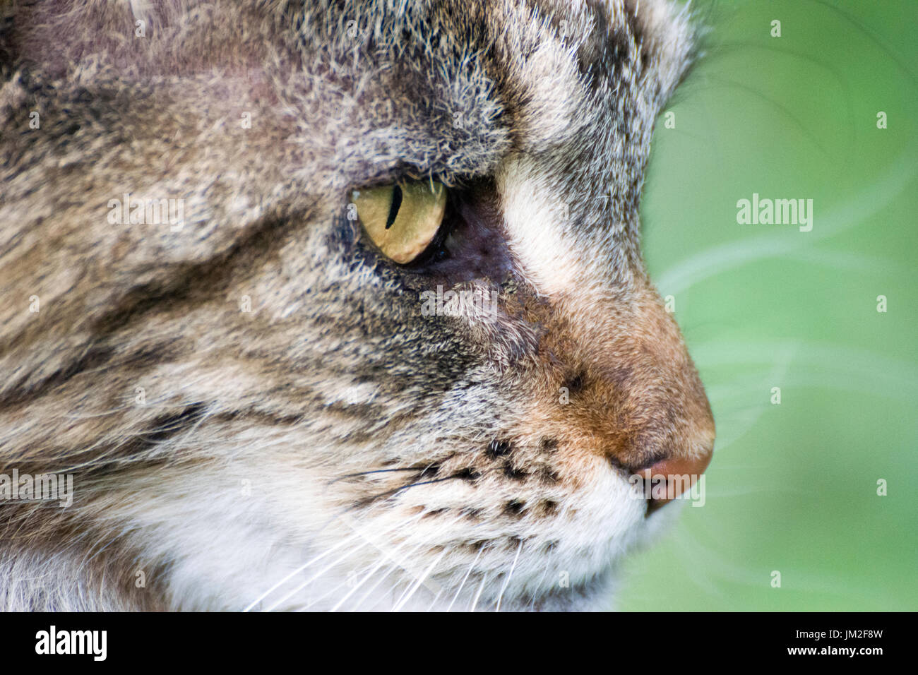 Nahaufnahme von Sissi, die schöne Maine Coon tabby Pussycat. Die Maine Coon ist bekannt für seine liebevolle Art bekannt, die freundlicherweise zur Verfügung. Stockfoto