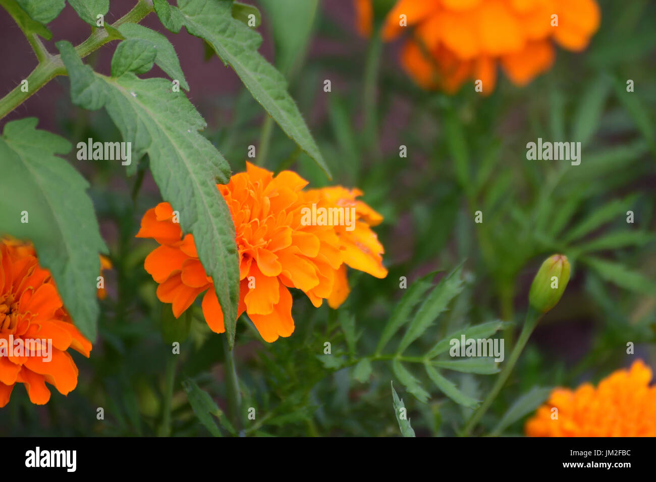 Leuchtend orange Ringelblumen als Begleiter zu Bio-Gewächshaus-Tomaten. Stockfoto