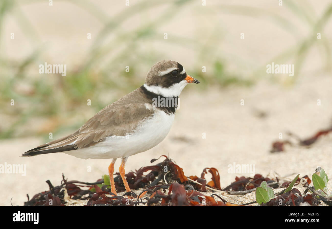 Eine schöne Flussregenpfeifer Regenpfeifer (Charadrius Hiaticula) Jagd nach Nahrung an einem Strand in Orkney, Schottland. Stockfoto