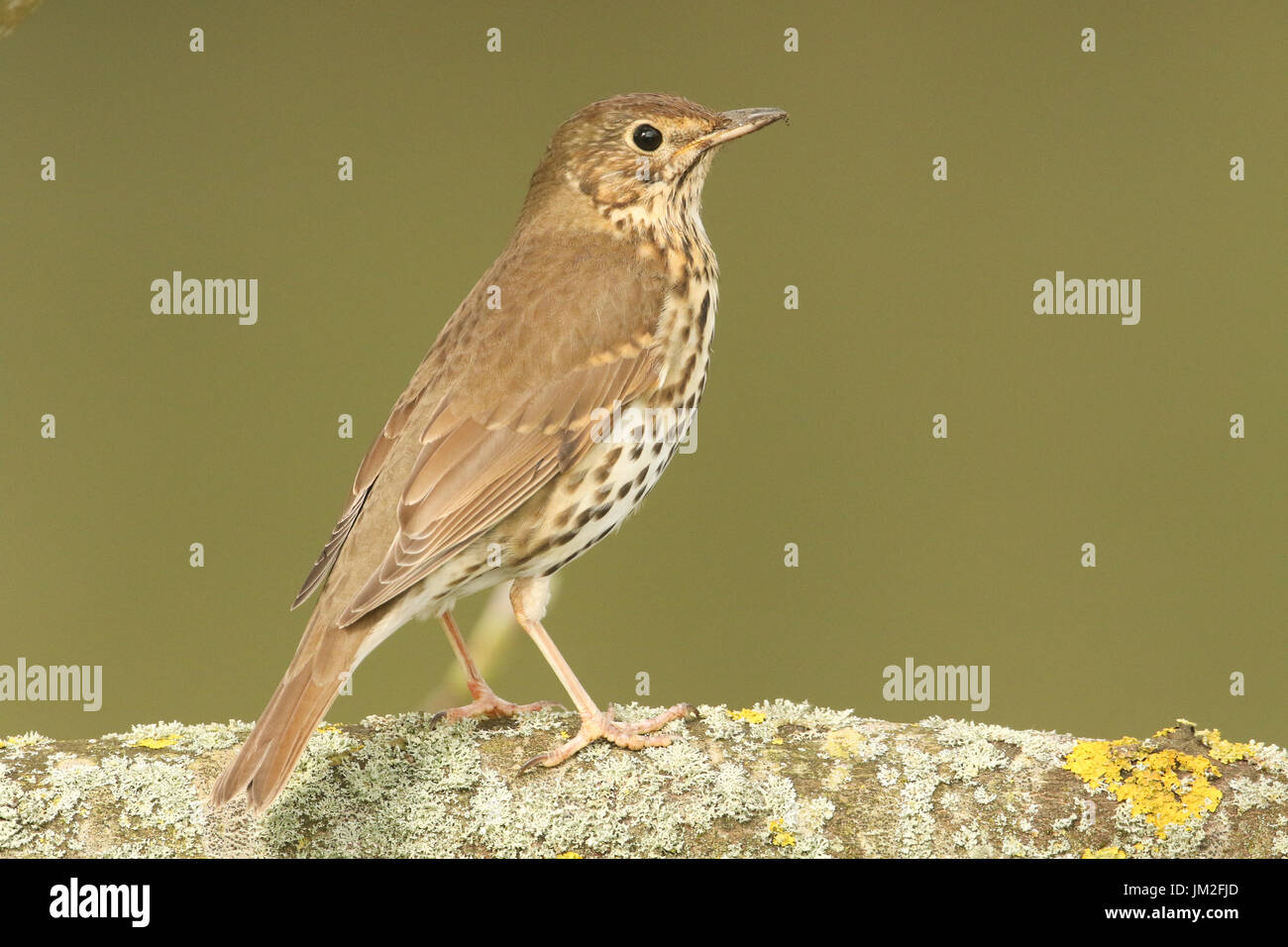 Eine atemberaubende Singdrossel (Turdus Philomelos) thront auf einem Ast Flechten bedeckt. Stockfoto
