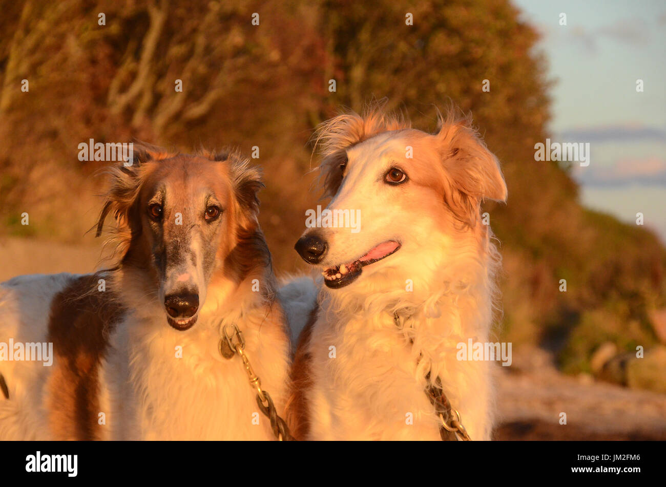 Zwei Barsoi Hunde steht an einem Strand im warmen Abendlicht. Stockfoto