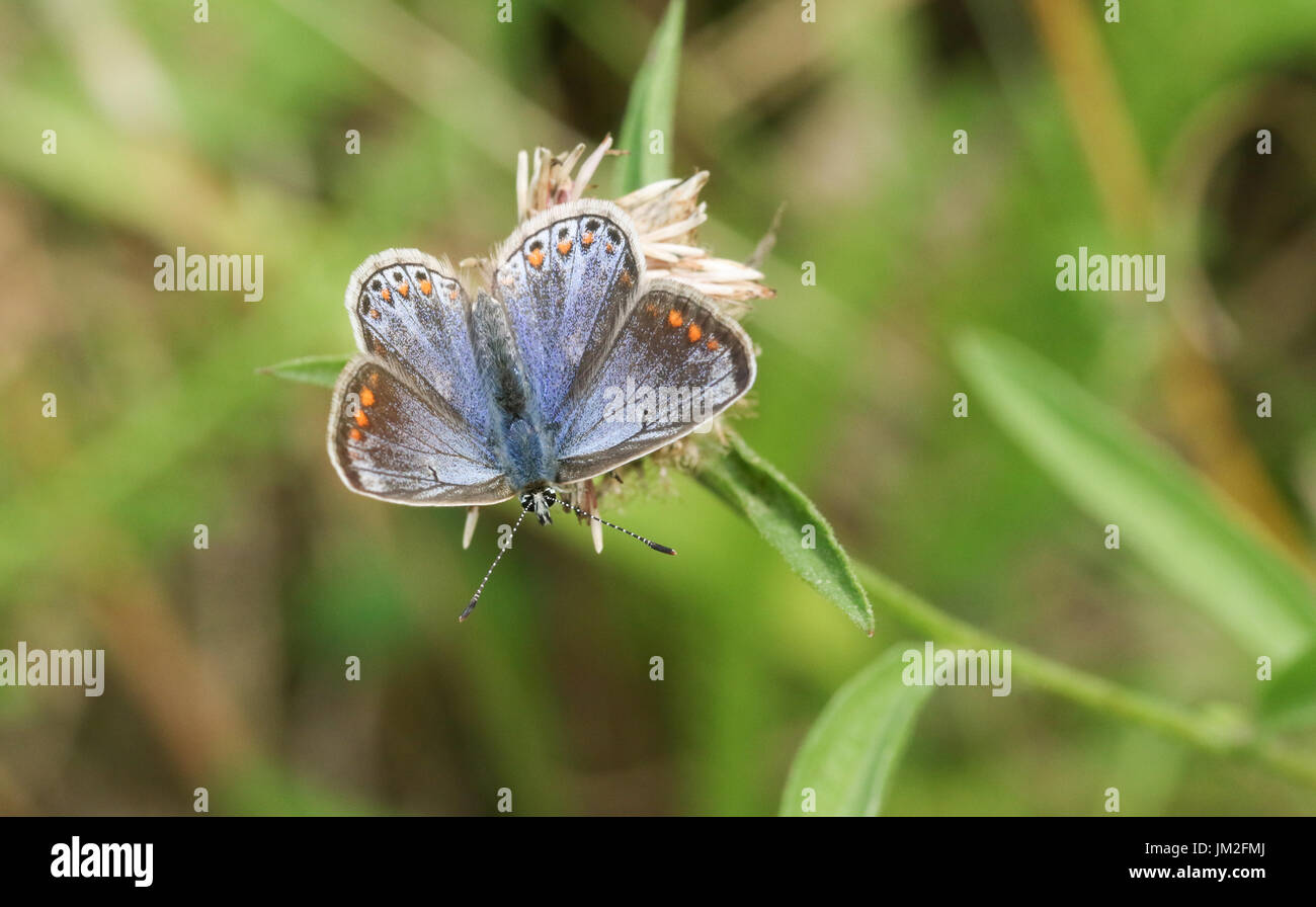 Einen schönen weiblichen gemeinsamen blauen Schmetterling (Polyommatus Icarus) thront auf einer Blume. Stockfoto