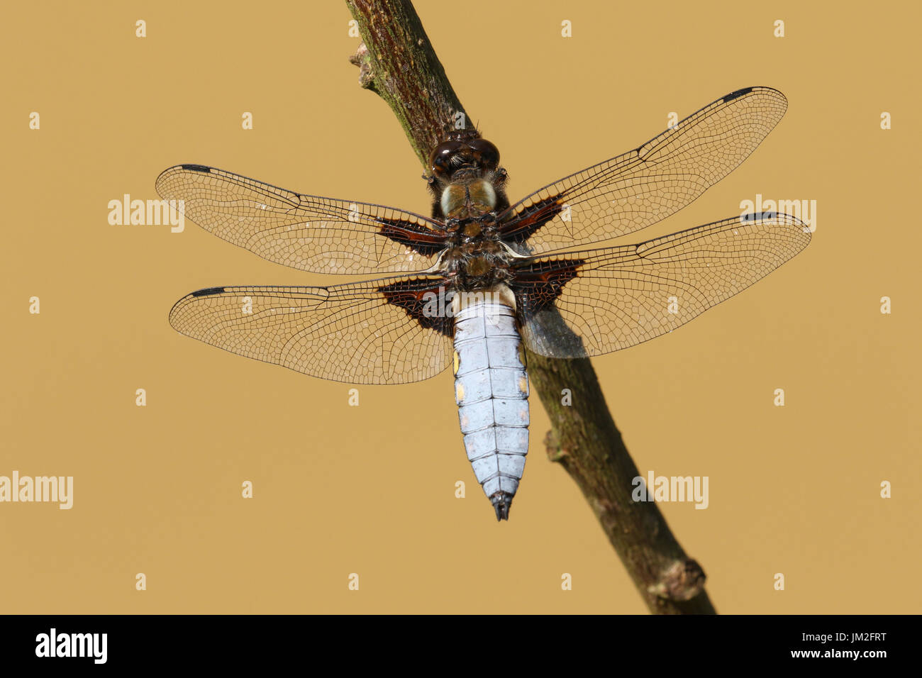 Eine atemberaubende männlichen breit-bodied Chaser Libelle (Libellula Depressa) thront auf einem Ast. Stockfoto