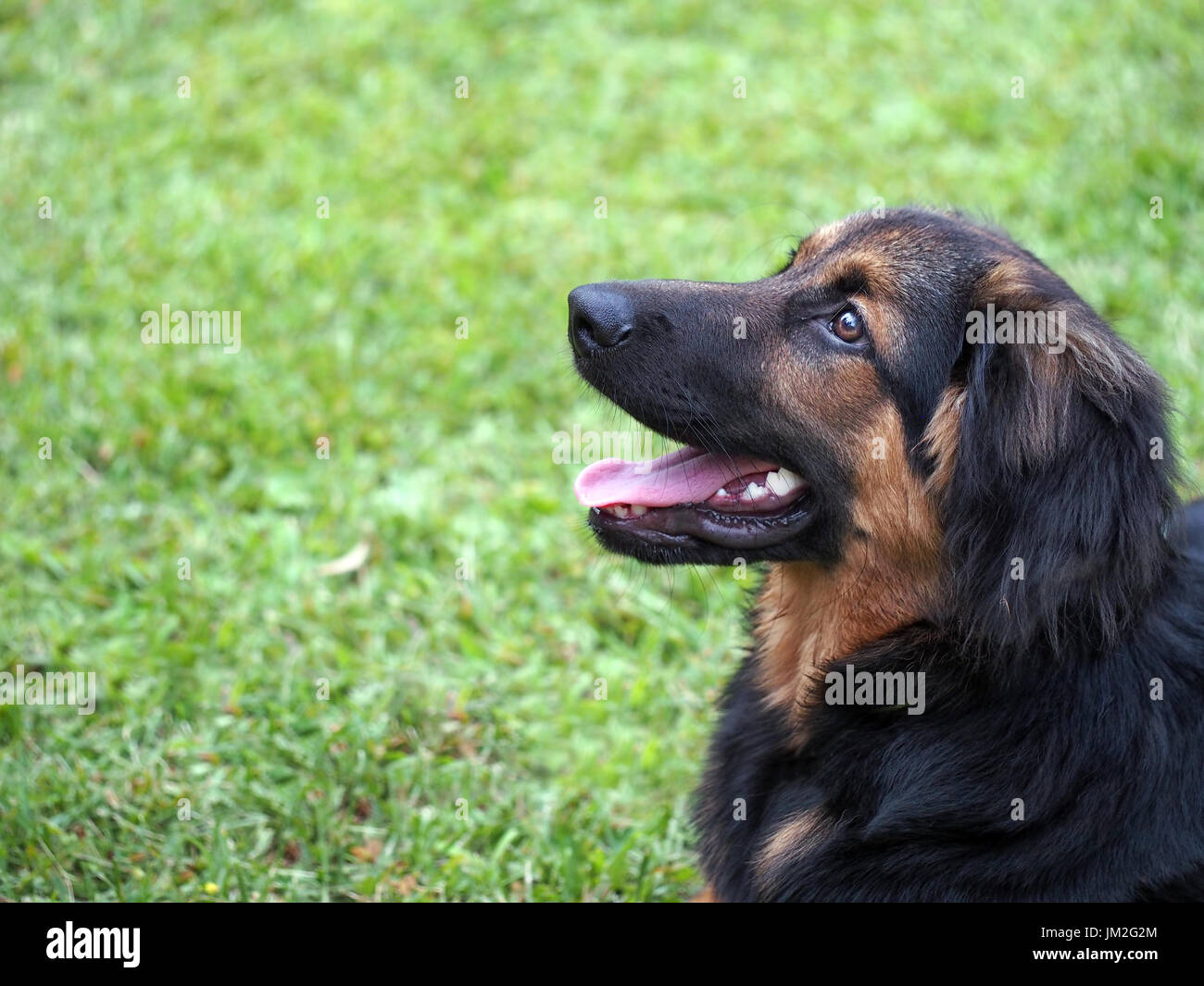 Hund. Quadratische Ernte. Stockfoto