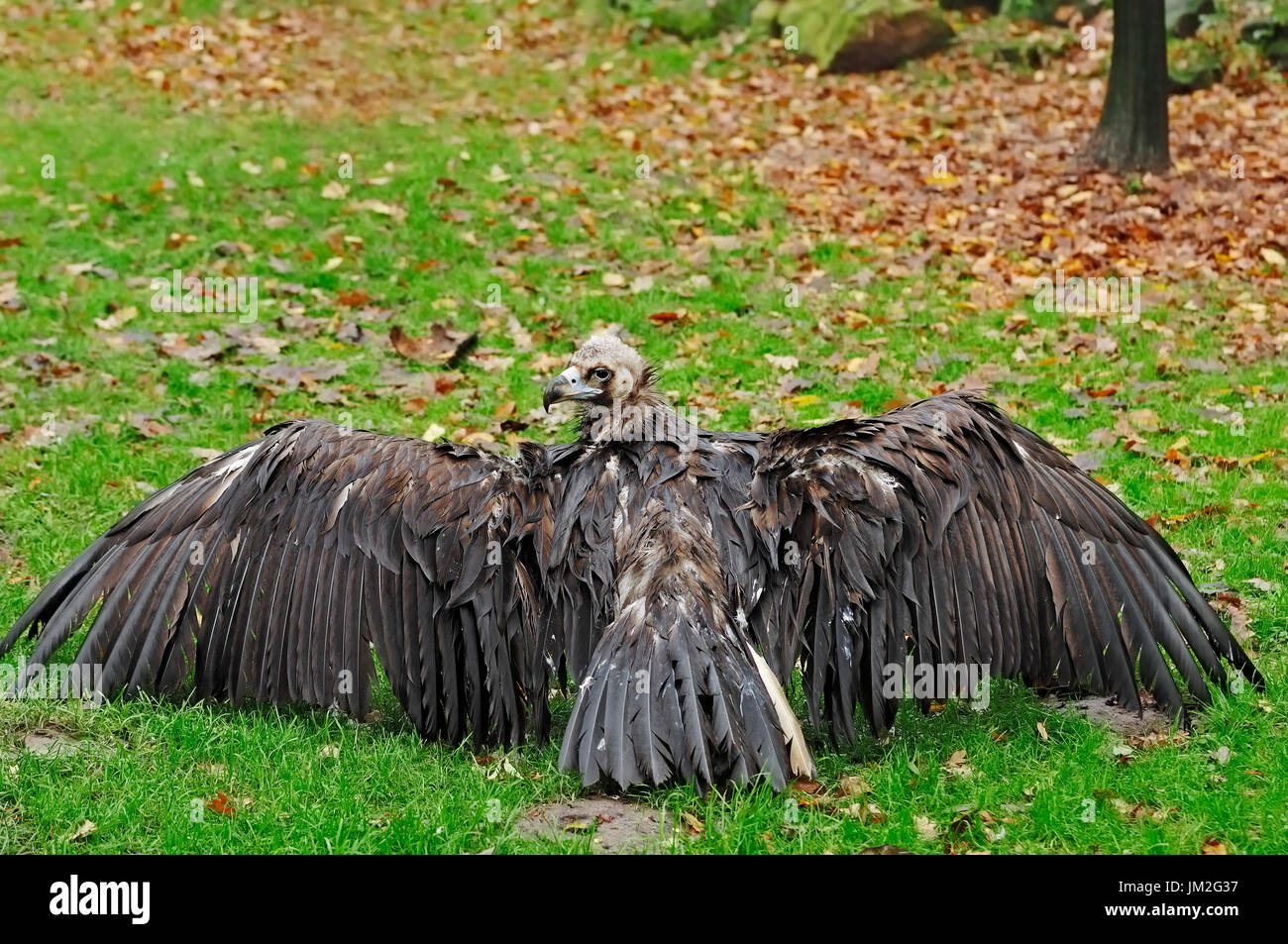 Europäische Schwarzgeier / (Aegypius Monachus) | Moenchsgeier / (Aegypius Monachus) Stockfoto