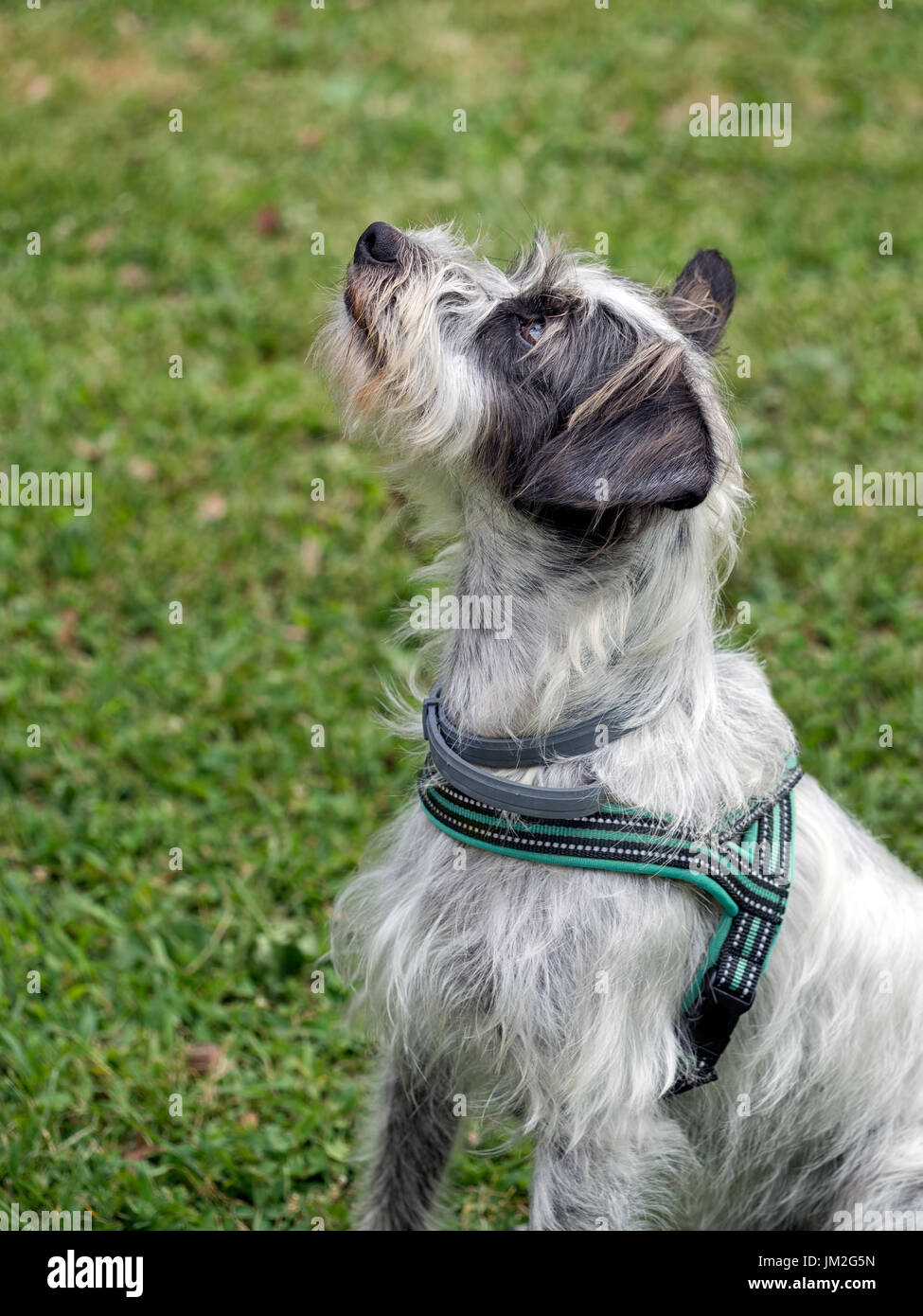 Hund wartet auf Befehl. Mit Kragen und Kabelbaum. Stockfoto