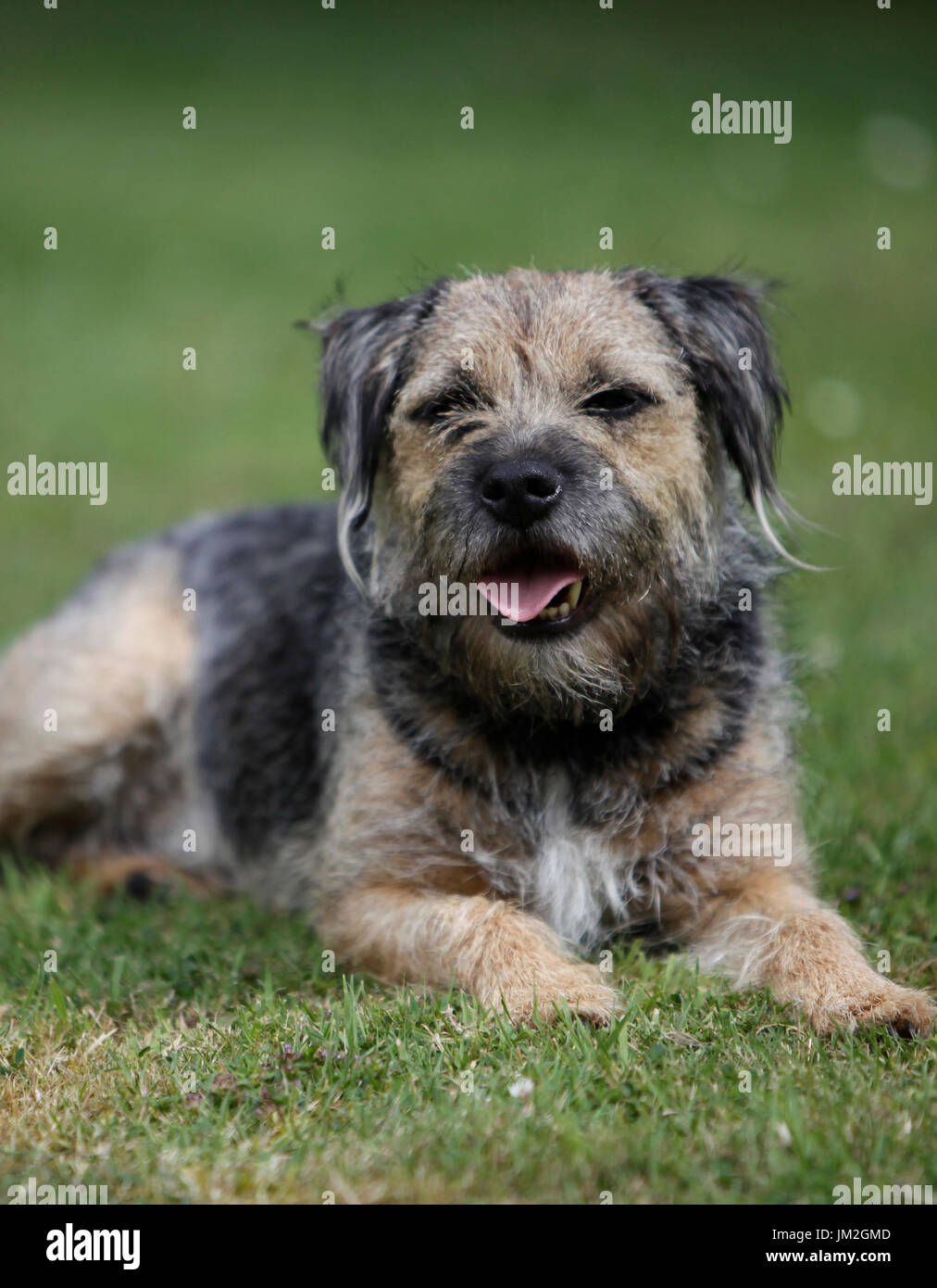 Border Terrier Hund im Garten im Vereinigten Königreich Stockfoto