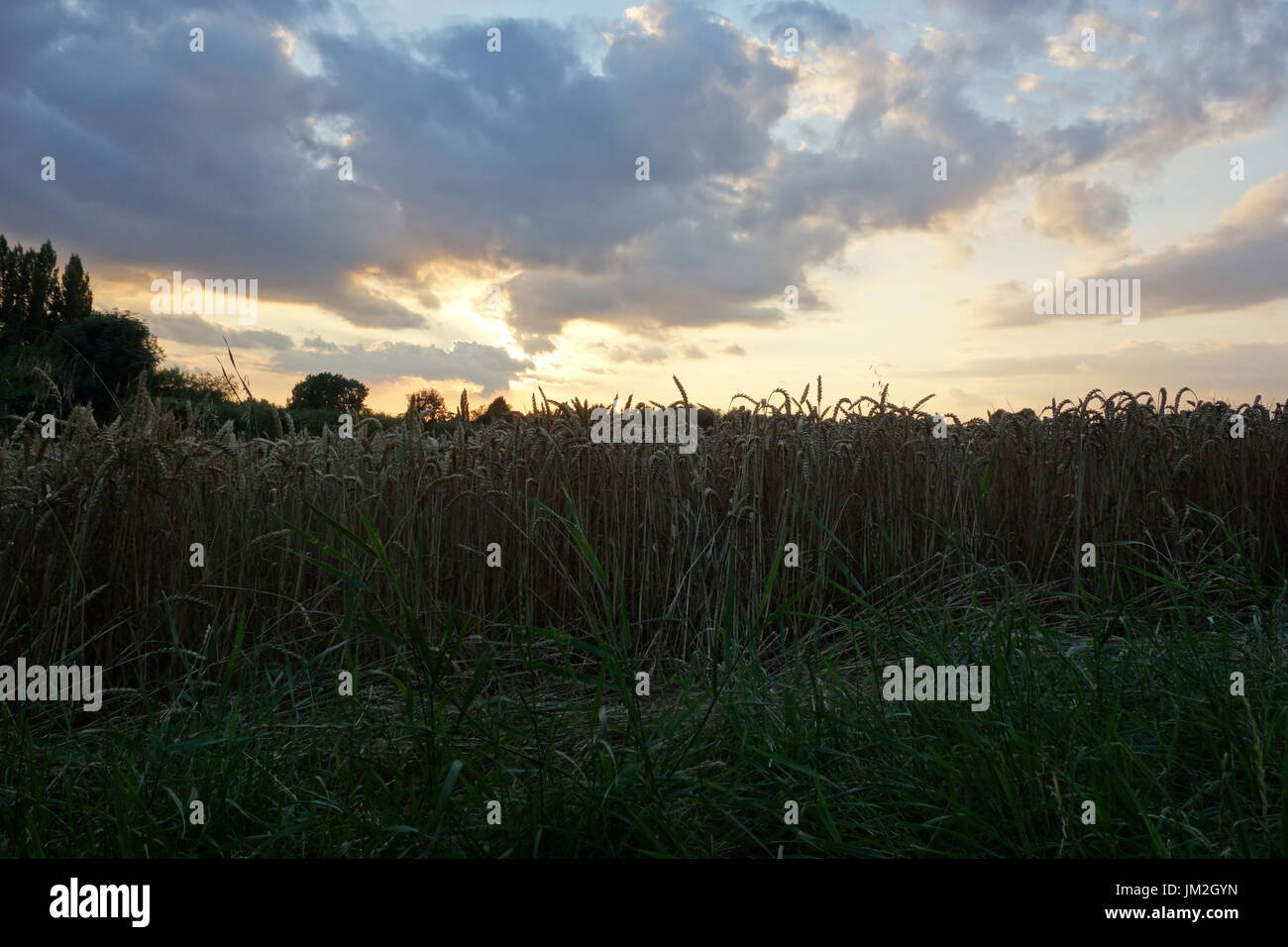 Spaziergänge in Warwickshire Stockfoto