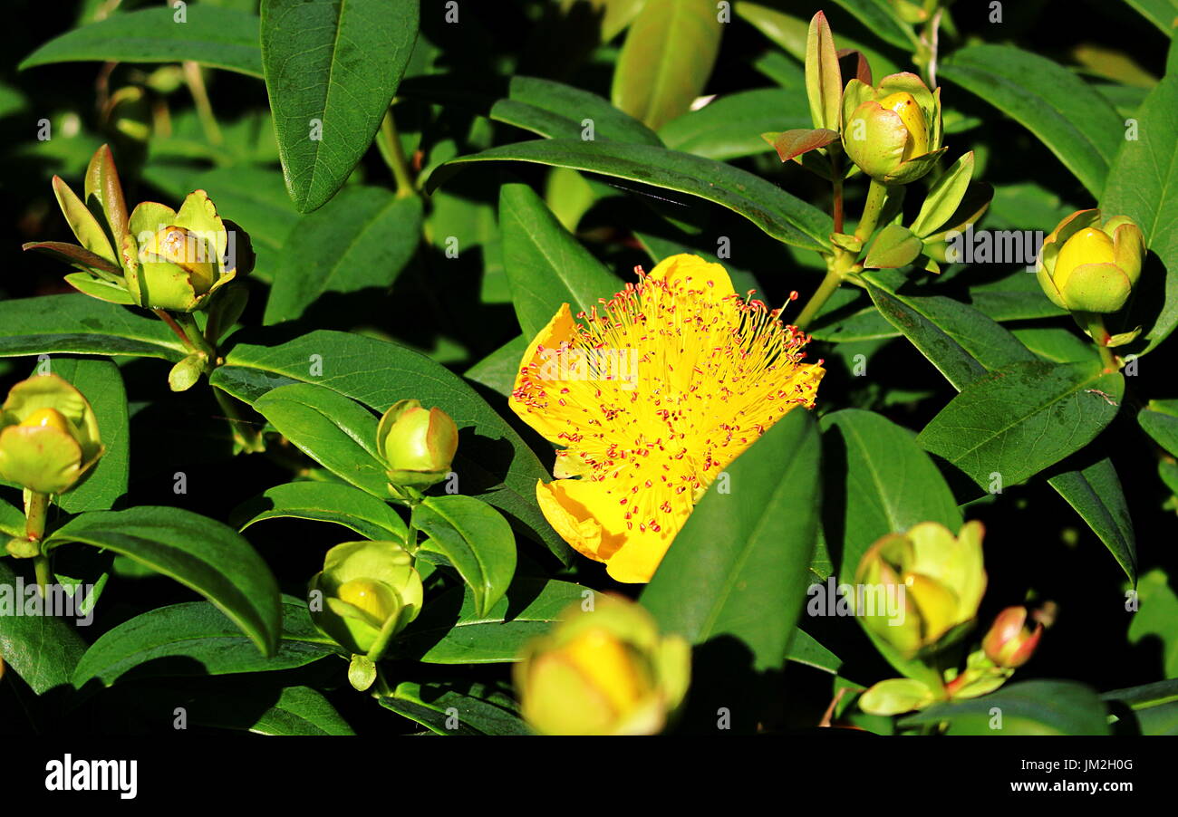 Die zarten Staubgefäßen der immergrünen Hypericum Calycinum, allgemein bekannt als Rose von Sharon Stockfoto