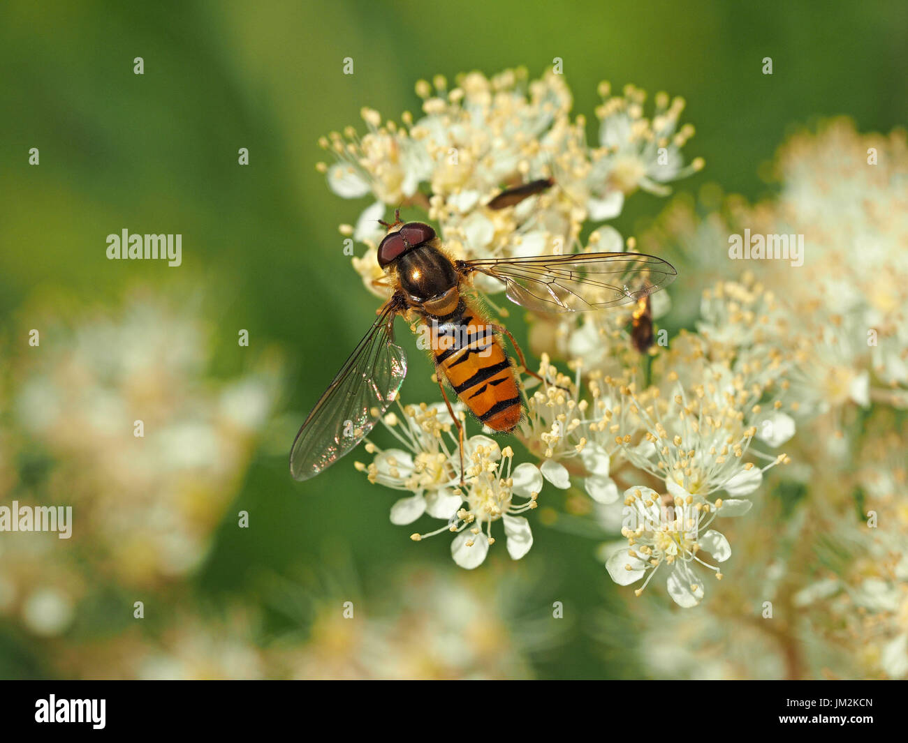 Hoverfly (Episyrphus Balteatus) Fütterung auf zusammengesetzte Flowerhead Mädesüß (Filipendula Ulmaria) Cumbria, England, UK Stockfoto