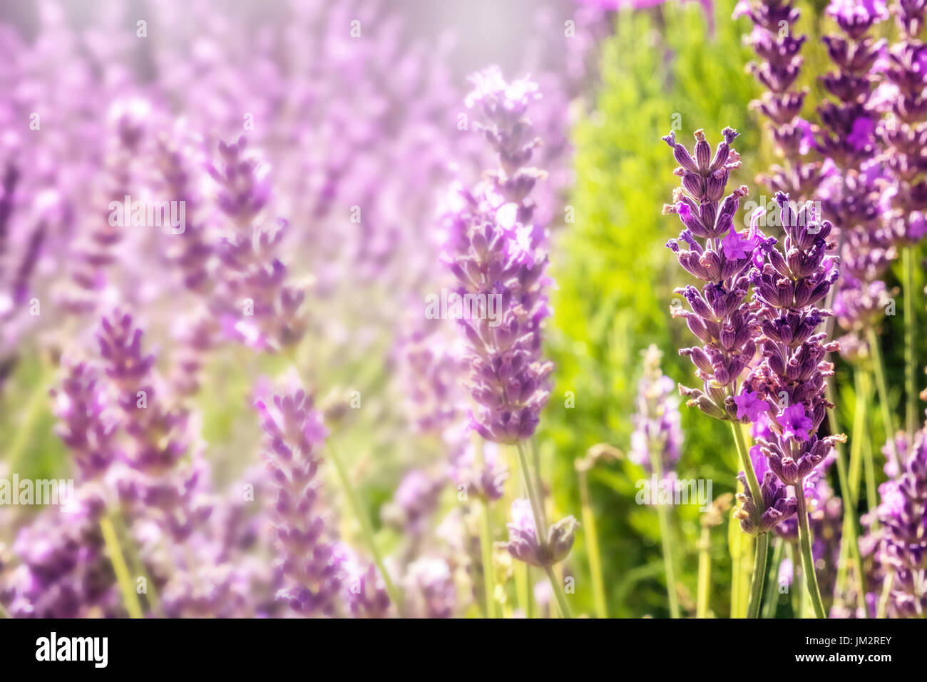 Blühende Lavendelblüten auf unscharfen Hintergrund mit Textfreiraum Stockfoto