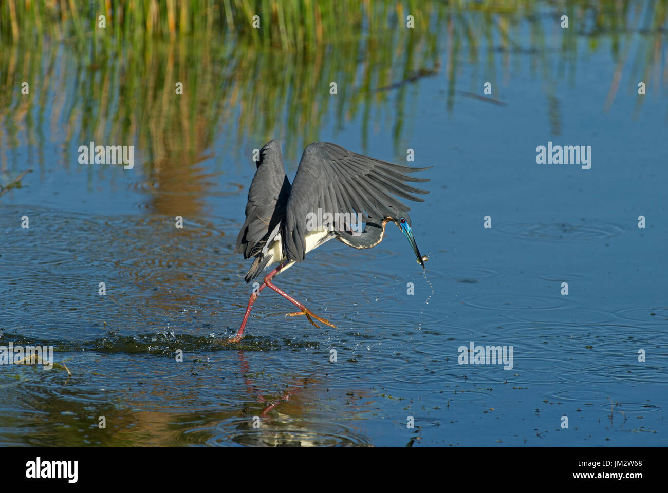 Dreifarbigen Reiher Egretta Tricolor Angeln über Pool Viera Feuchtgebiete Florida USA Stockfoto