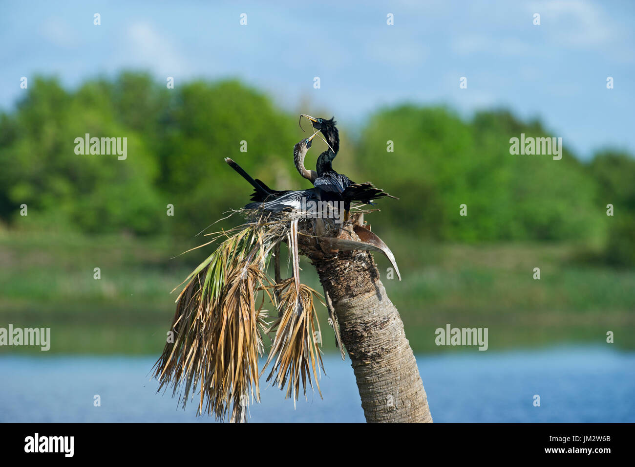 Amerikanische Darter (Anhinga) Anhinga Anhinga paar am Nest Viera Feuchtgebiete Florida USA Stockfoto