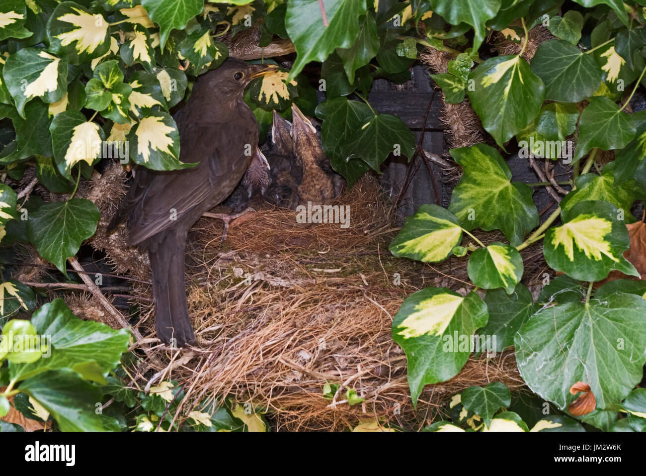 Amsel Turdus Merula weiblich Fütterung 3 Küken in der Nähe von Flüggewerden am Nest Efeu im Garten Holt Norfolk Juli Stockfoto