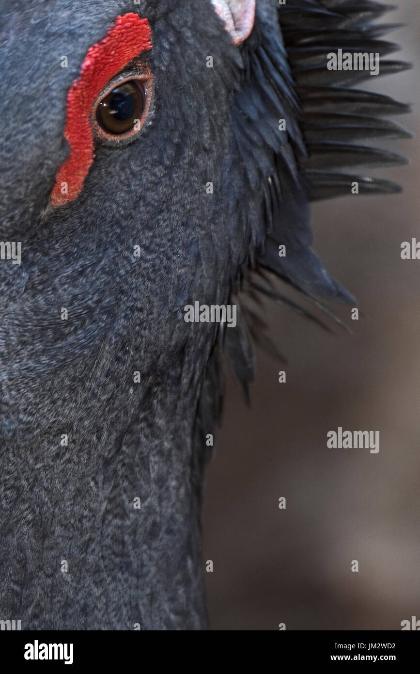 Western Auerhuhn Tetrao urogallus Detail der männlichen in Gefangenschaft Zucht spanischen Pyrenäen Stockfoto