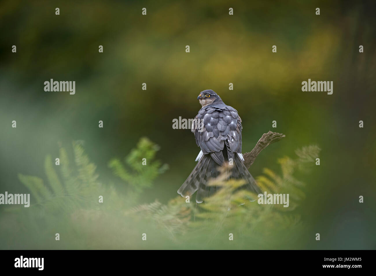 Eurasian Sparrowhawk Accipiter nisus weiblichen Oxfordshire (C) Stockfoto