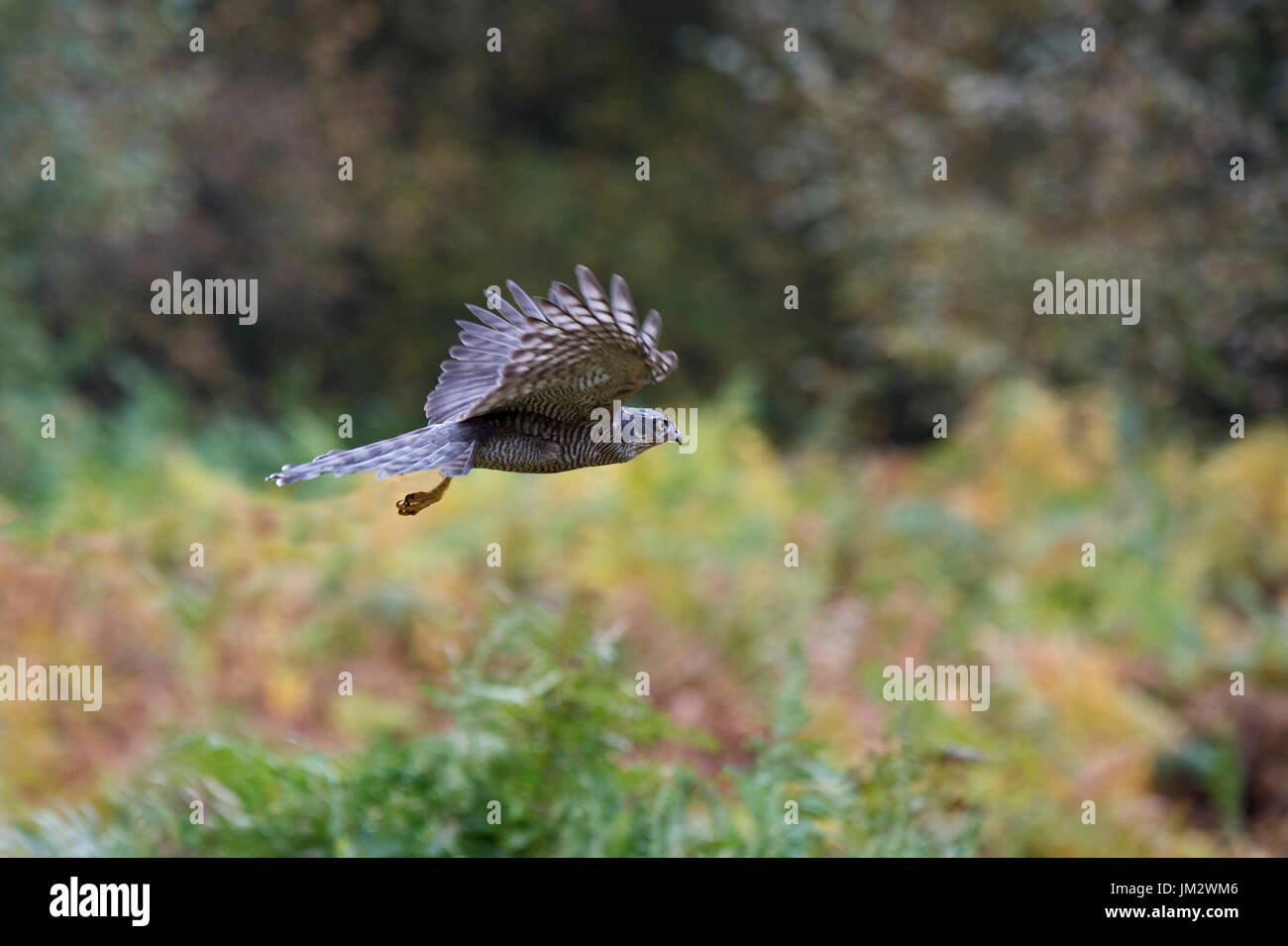 Eurasian Sparrowhawk Accipiter nisus weiblichen Oxfordshire (C) Stockfoto