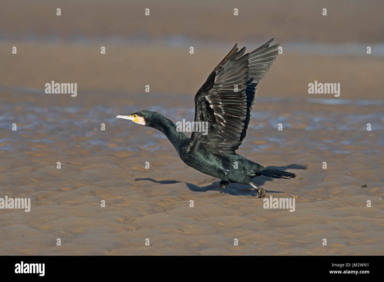 Großer Kormoran Phalacrocorax Carbo Brancaster Norfolk winter Stockfoto