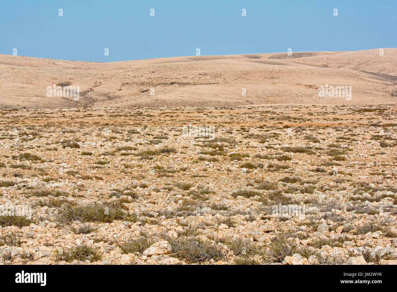 Semi-ariden Lebensraum mit cremefarbenen Renner, Berthelot Pieper und Houbara Bustard, Plain Tindaya Fuerteventura, Kanarische Inseln Stockfoto