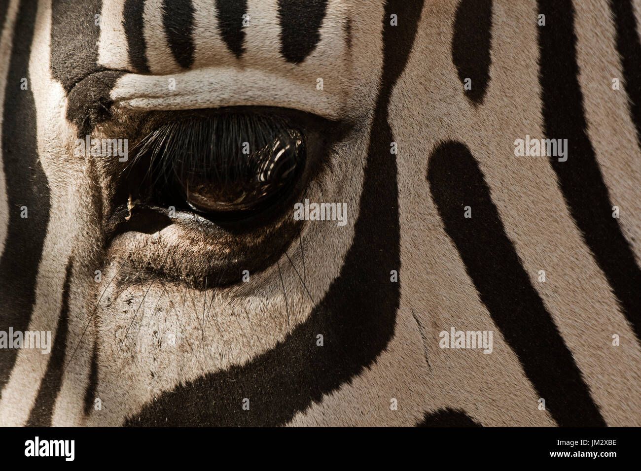 Burchell Zebra-detail Stockfoto
