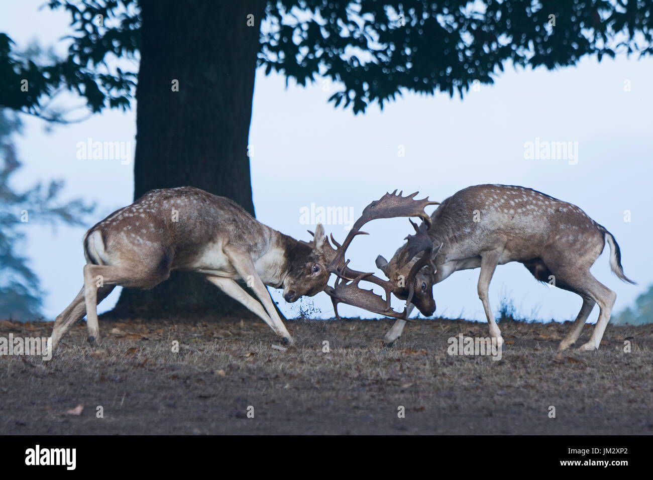 Damhirsch Dama Dama Böcke kämpfen während der Brunft Sevenoaks Kent Oktober Stockfoto