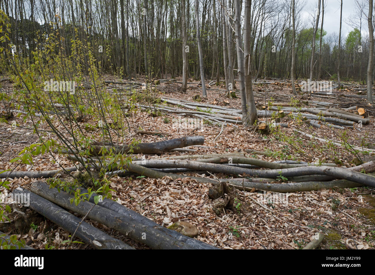 Stockausschlag Tudeley Woods RSPB Reserve in der Nähe von Pembury im zeitigen Frühjahr Stockfoto