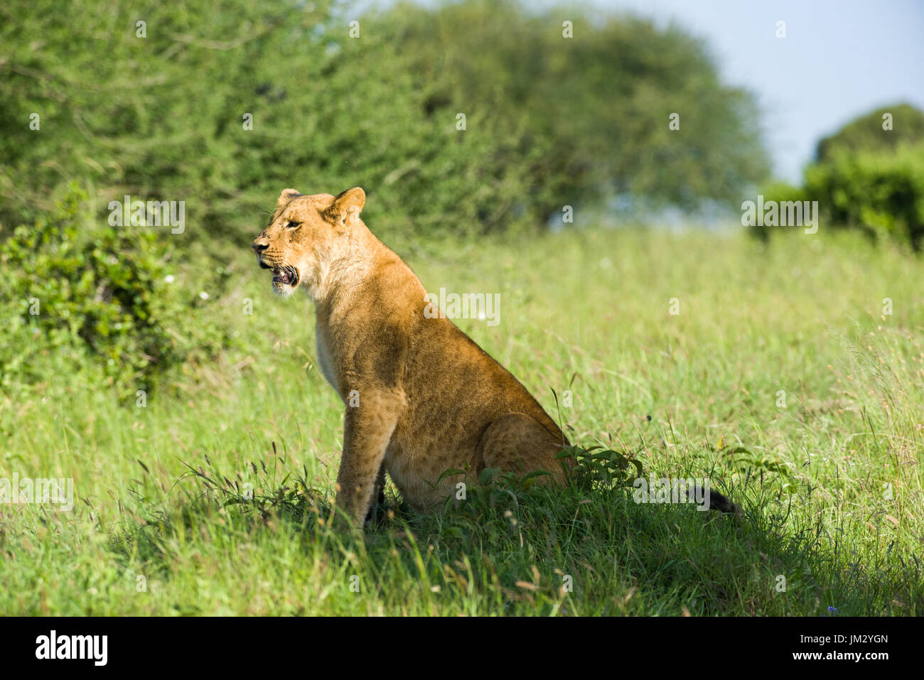 Einsame Löwe (Panthera leo) In Nairobi National Park, Kenia Sitzen Stockfoto