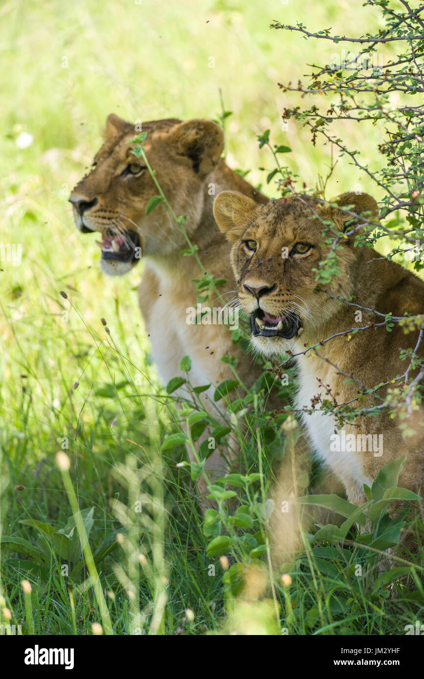 Ein paar Löwen (Panthera leo) sitzen Sie im Schatten eines Baumes im Nairobi National Park, Kenia Stockfoto