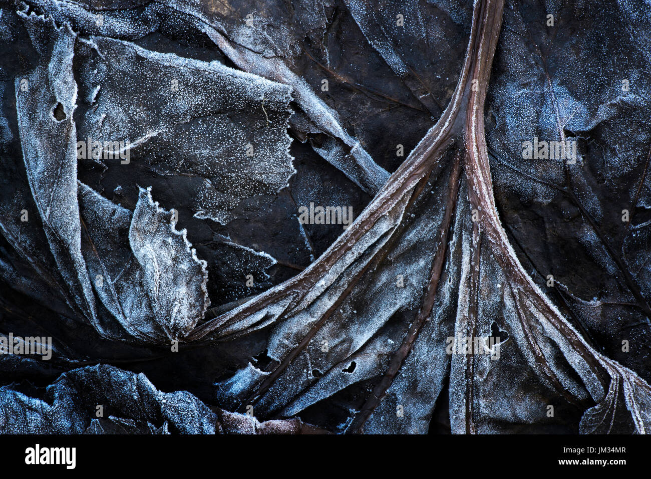 Nahaufnahme der Frost auf toten Blätter und Pflanzen auf Forestfloor, Haute Savoie, Frankreich. Stockfoto