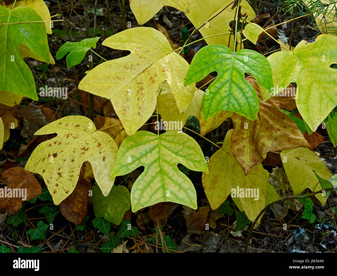 Blätter im Herbst von Liriodendron Sinensis in einem Französisch Land Garten Stockfoto