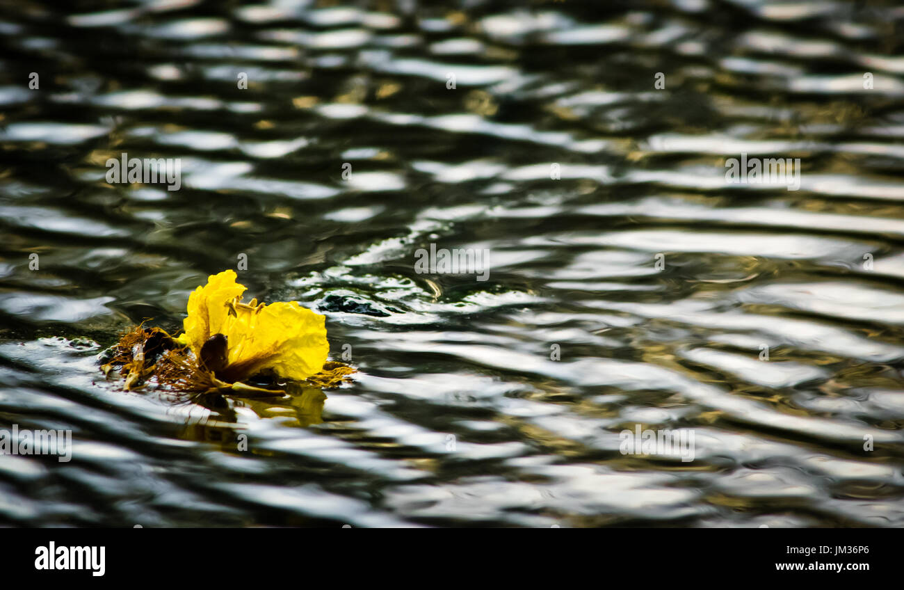 Eine einzige schwimmende gelbe Blume zieht den Fluss seinen Lauf. Stockfoto