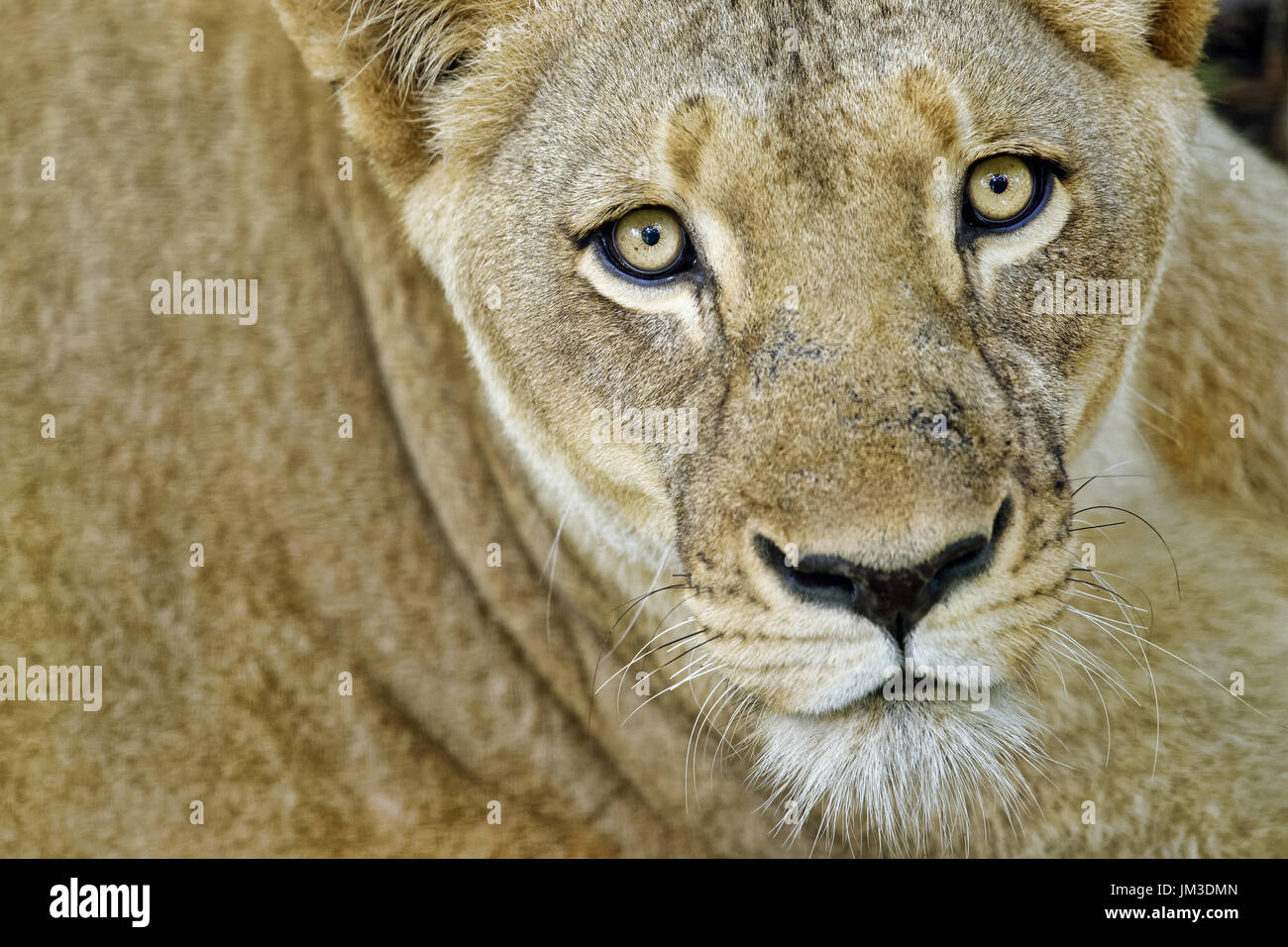 Afrikanische Löwin - Panthera leo Stockfoto