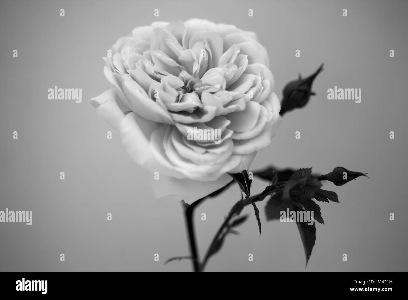 Studie von Rose Crocus Rose Stockfoto