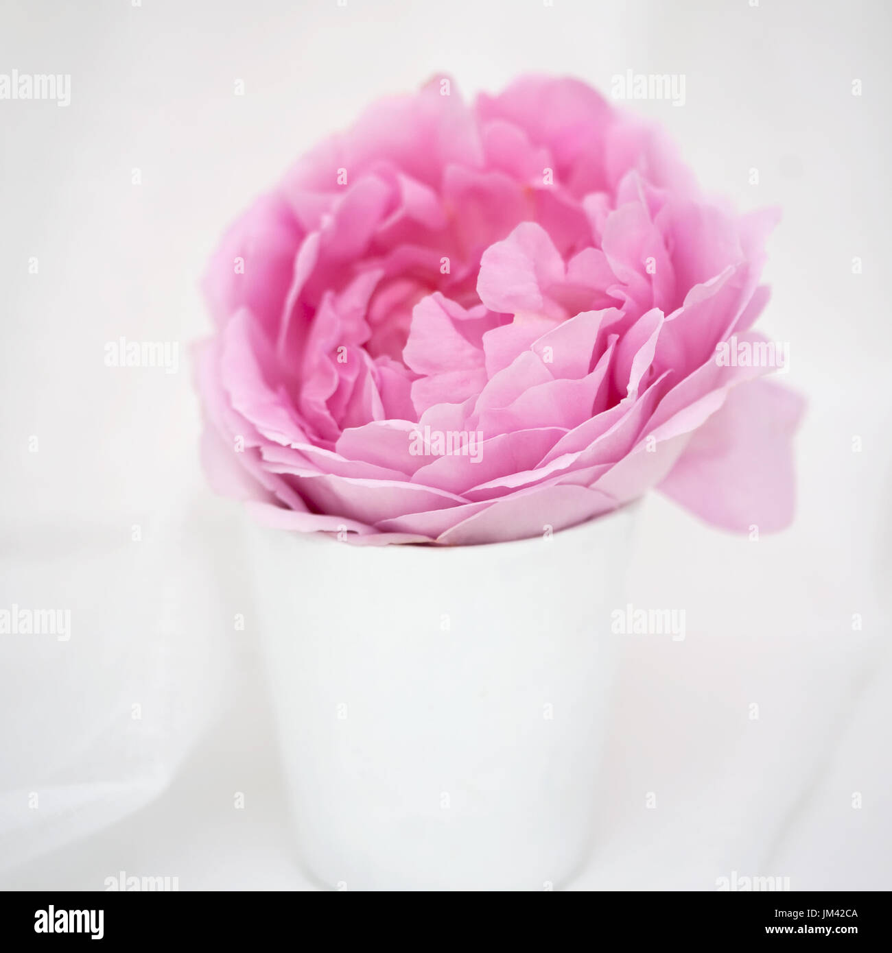 Studie von Rose Constance Spry hautnah Stockfoto