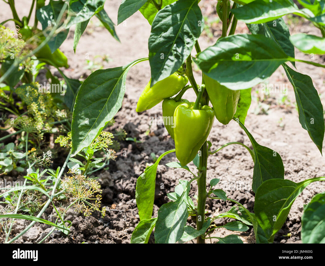 Reife Schoten Paprika Auf Busch Im Garten Im Sommer In Der Region