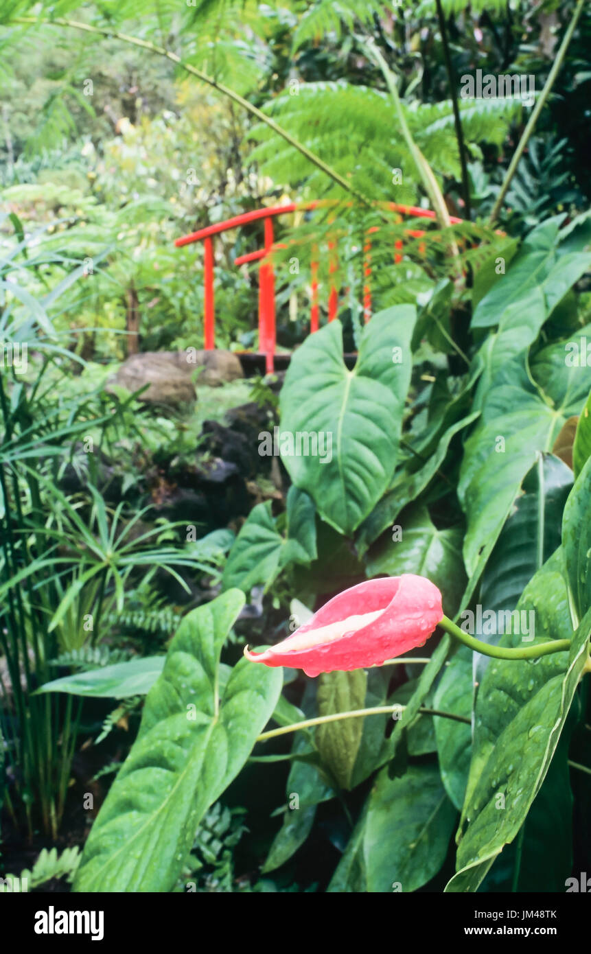 Rote Blume im Garten Stockfoto