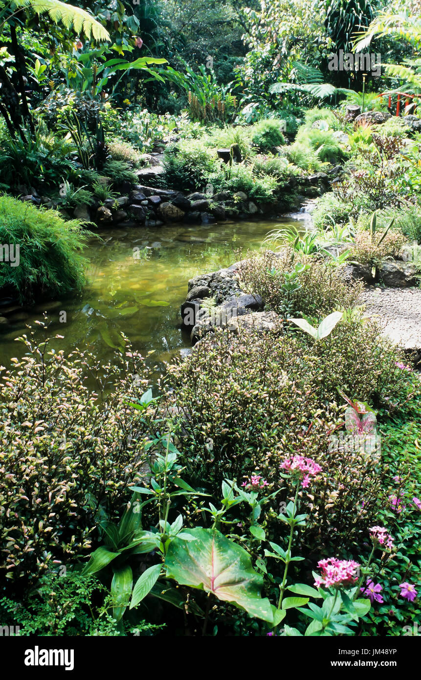 Teich im Garten Stockfoto