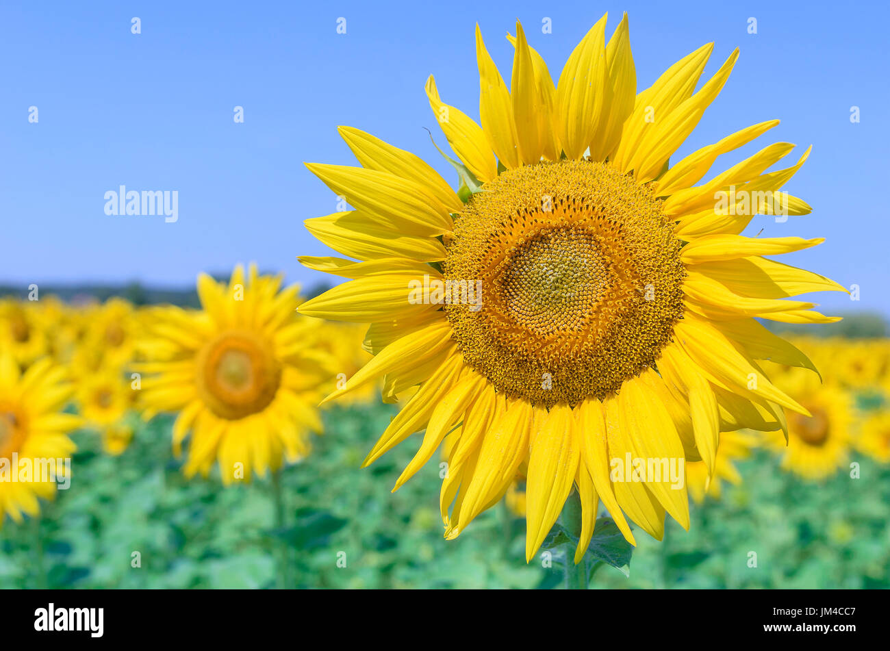 Feld von Sonnenblumen. Stockfoto