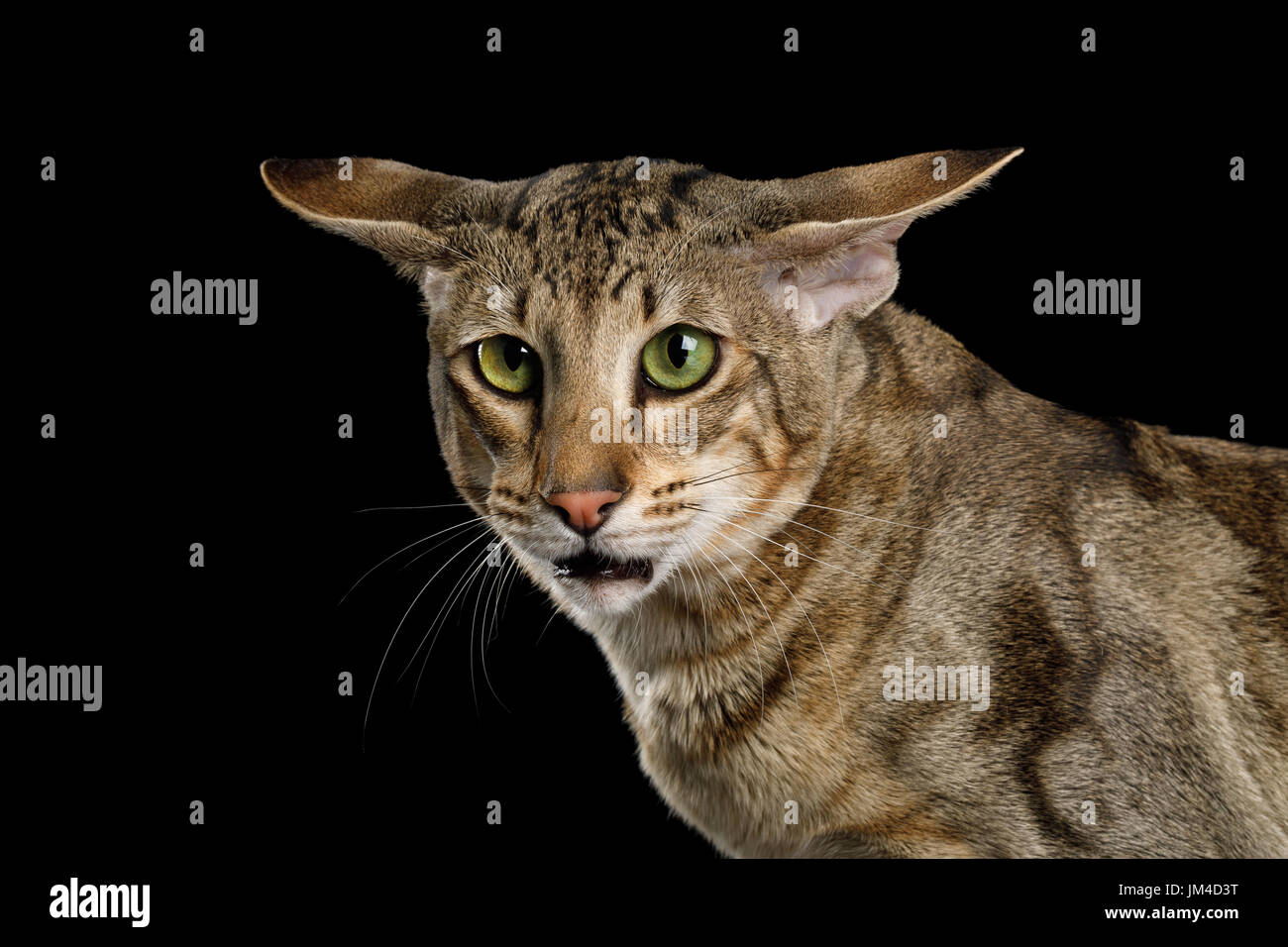 orientalisch kurzhaar katzen mit großen ohren