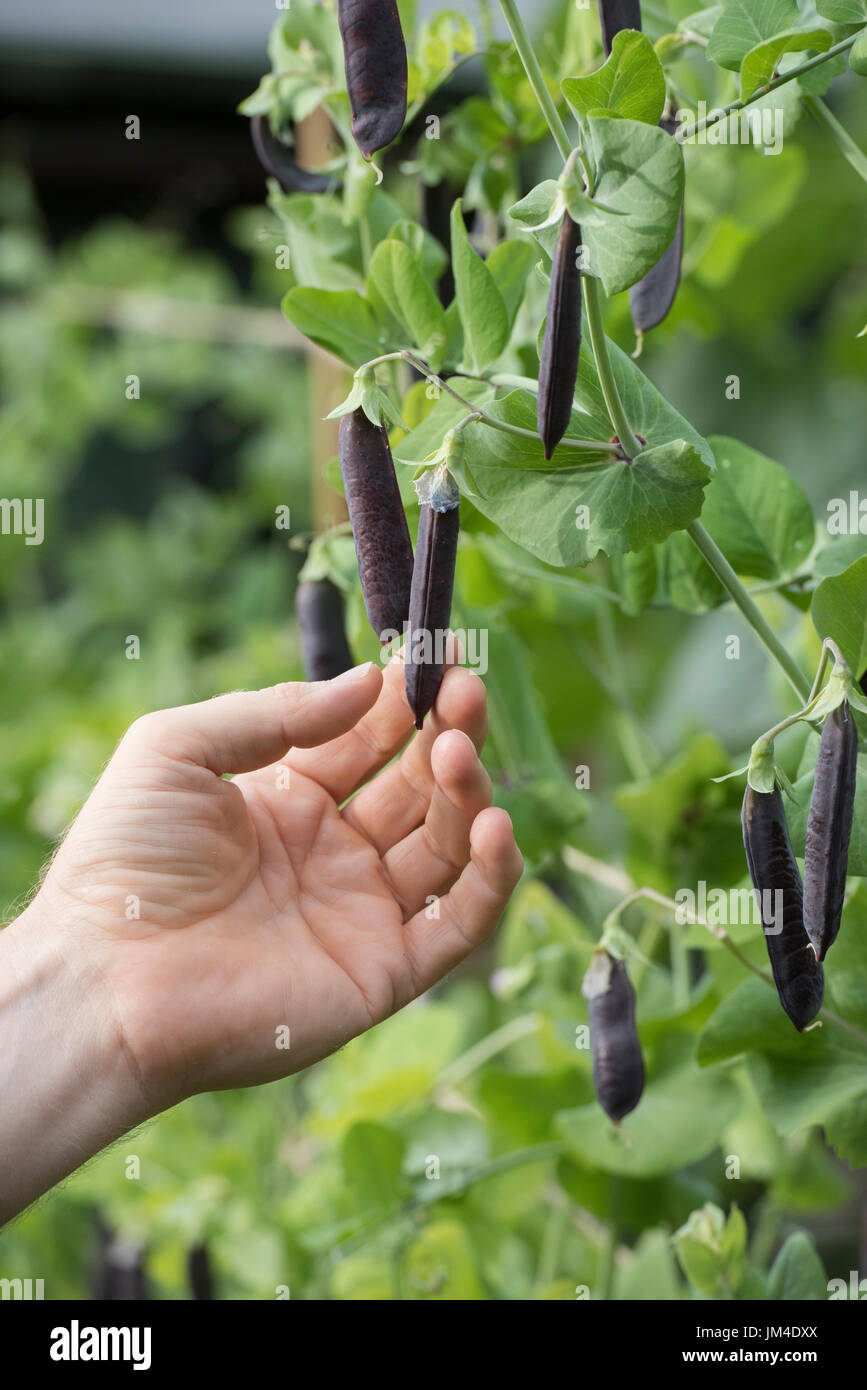 Pisum Sativum. Gärtner Hand Kommissionierung lila Podded Erbsenschoten in einen englischen Garten. UK Stockfoto