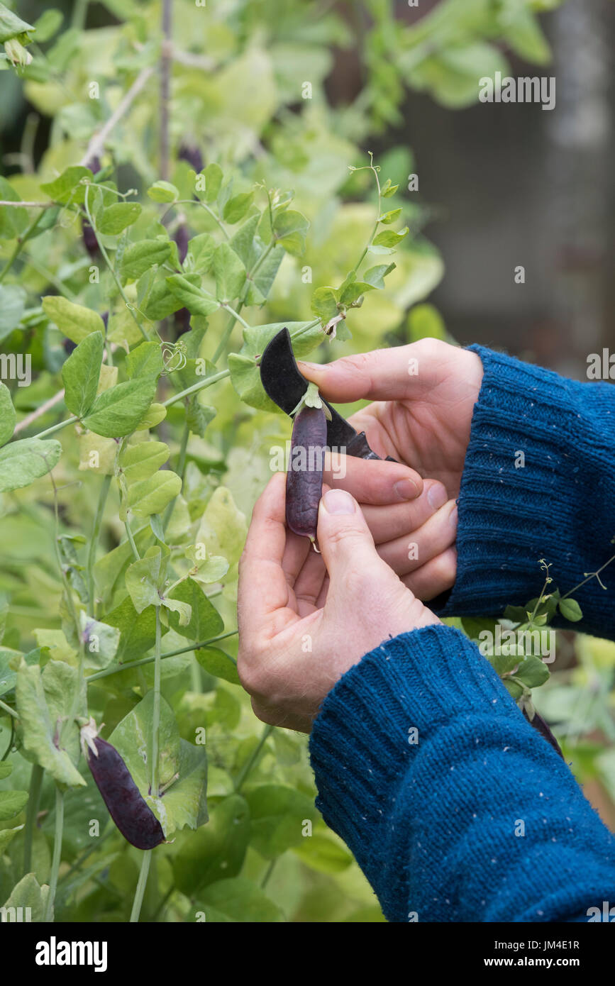 Pisum sativum. Gärtner mit einem Gärtner Taschenmesser Lila Podded pea Pods aus der Anlage in einen englischen Garten Gemüse zu schneiden. Großbritannien Stockfoto