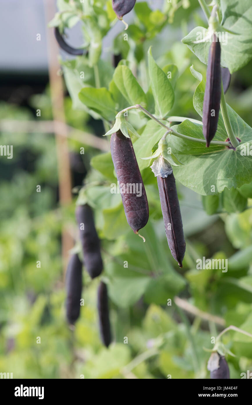 Pisum Sativum. Lila Podded Erbsenschoten in einen englischen Garten. UK Stockfoto