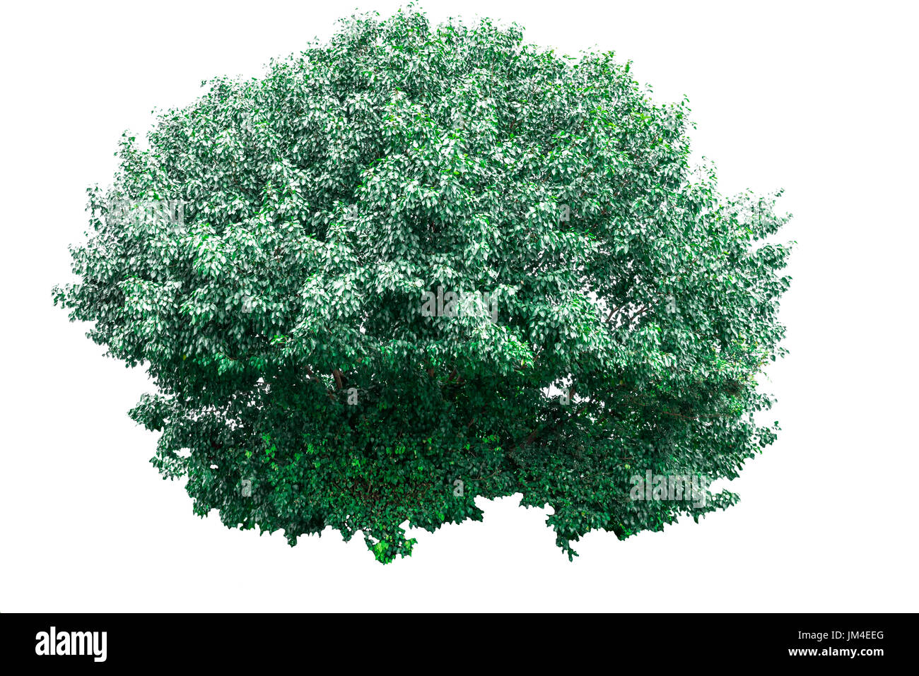 Grüner Baum isoliert auf weißem Hintergrund. Stockfoto