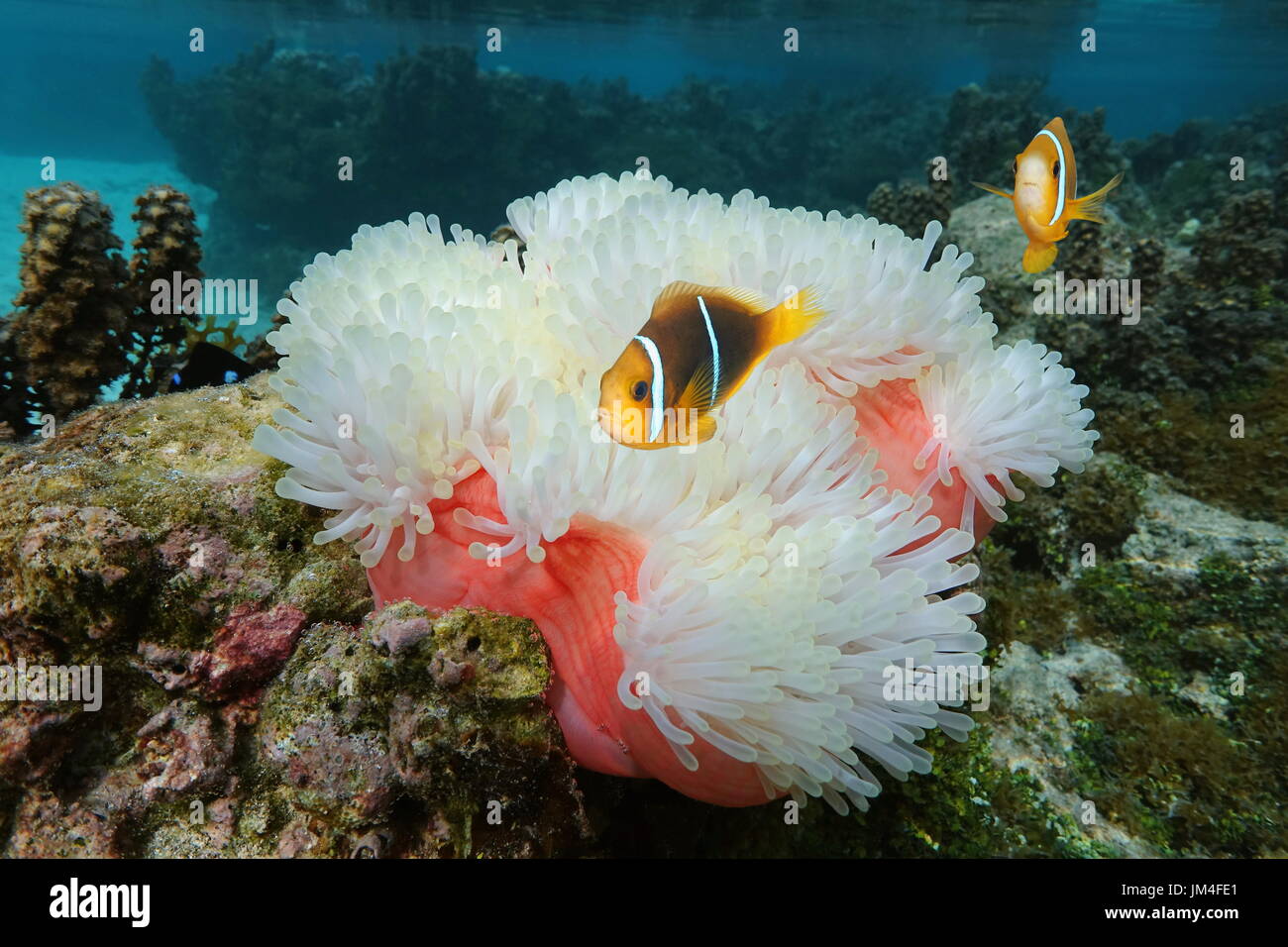 Seeanemone Heteractis Magnifica mit Fisch Orange-Fin Anemonenfische, Amphiprion Chrysopterus, Unterwasser in den Pazifischen Ozean, Moorea, Französisch-Polynesien Stockfoto
