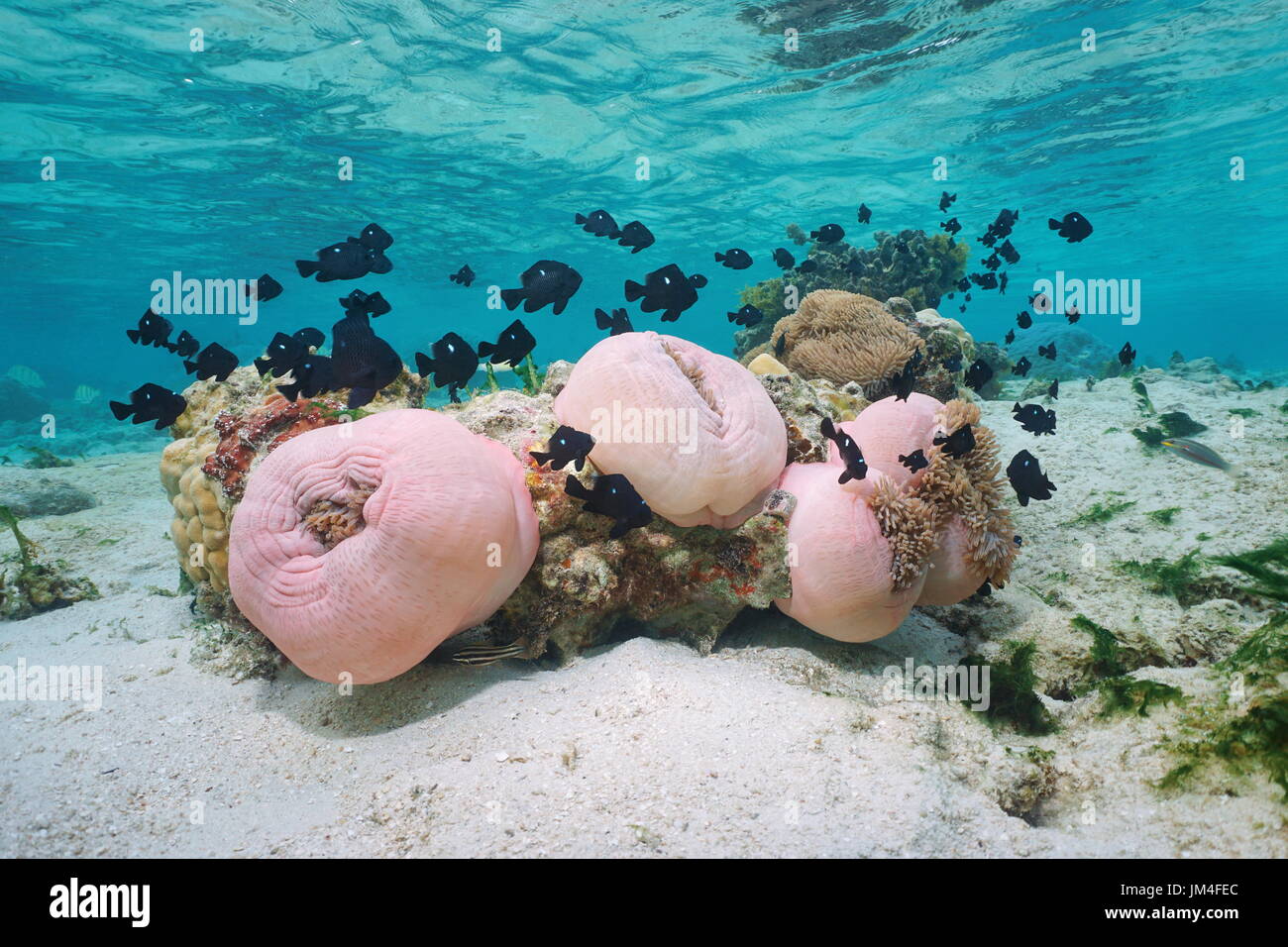 Seeanemonen mit Fisch Threespot Dascyllus Riffbarsche, unter Wasser in der Lagune von Bora Bora, Pazifik, Polynesien, Oceania Stockfoto