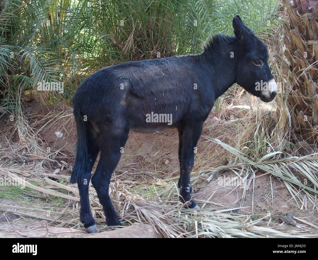 Cute allein schwarz Donkey wartet zwischen Palmen in arabischen Oase in Marokko am 2017 warmen sonnigen Wintertag, Afrika im Februar. Stockfoto