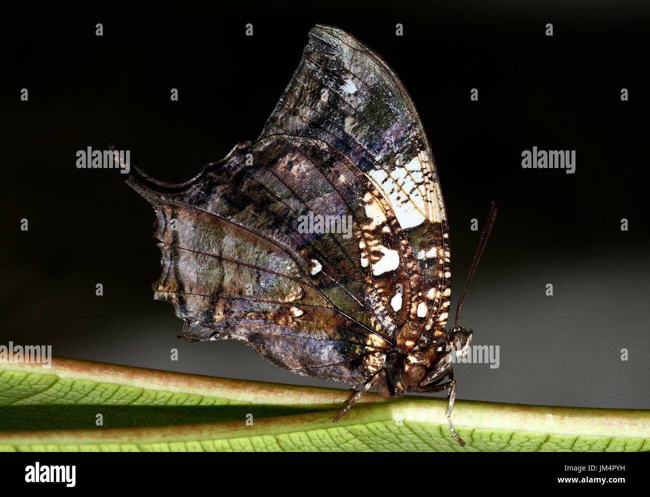 Zentrale / South American Silver besetzt Leafwing Schmetterling (Hypna Clytemnestra) aka Jazzy Leafwing oder marmorierten Leafwing. Stockfoto