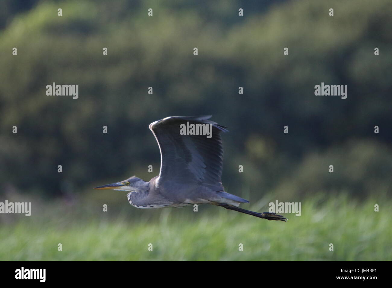 Graureiher Ardea cinerea, Fliegen bei marazion Marsh RSPB Reservat, Großbritannien Stockfoto