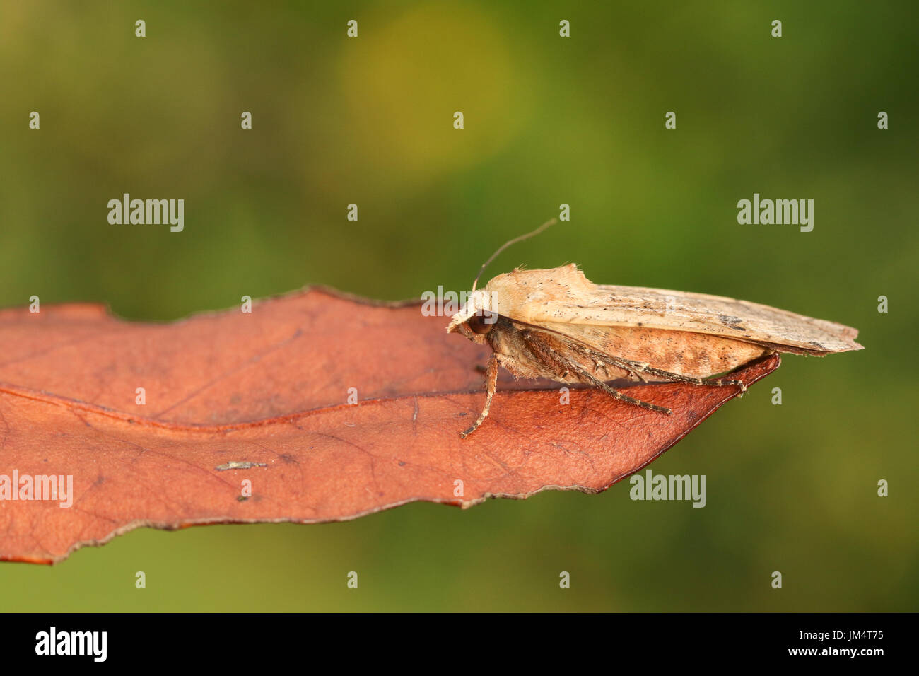 Eine große gelbe Underwing Motte (Noctua Pronuba) thront auf einem Blatt. Stockfoto